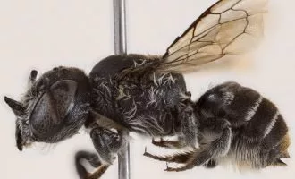 زنبور لوسیفر