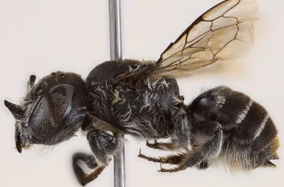 زنبور لوسیفر