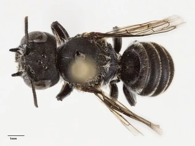 زنبور لوسیفر