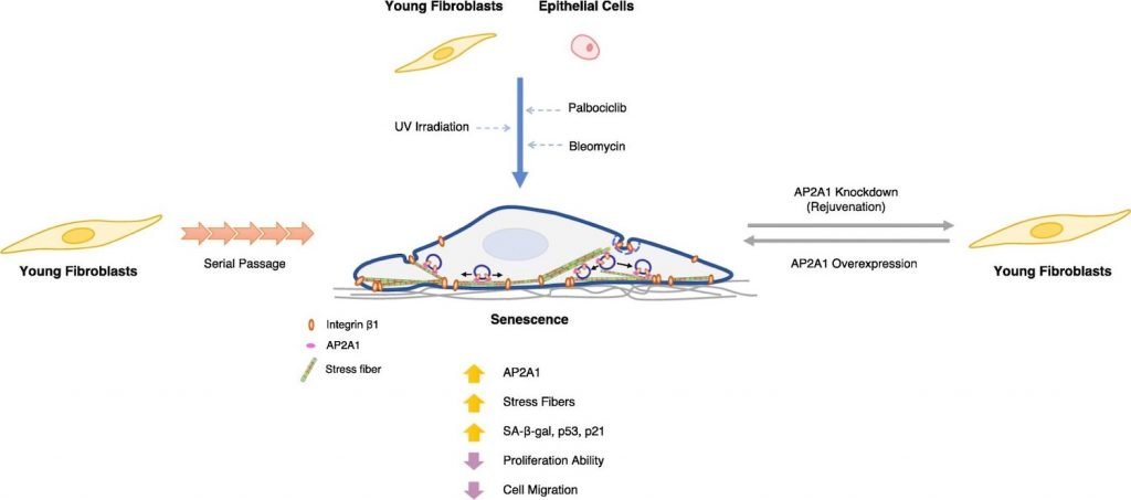 معکوس کردن پیری در سطح سلولی