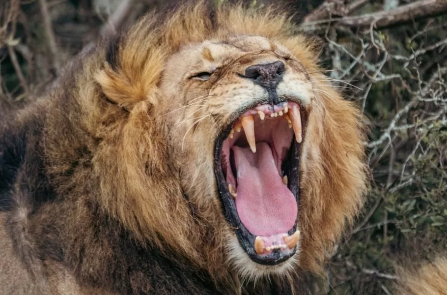 نوع جدید غرش شیرها