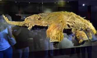 کشف قدیمی‌ترین RNA جهان در ماموت پشمالوی 40 هزارساله