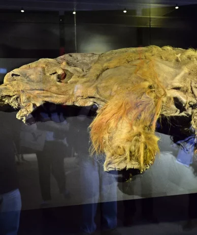 کشف قدیمی‌ترین RNA جهان در ماموت پشمالوی 40 هزارساله