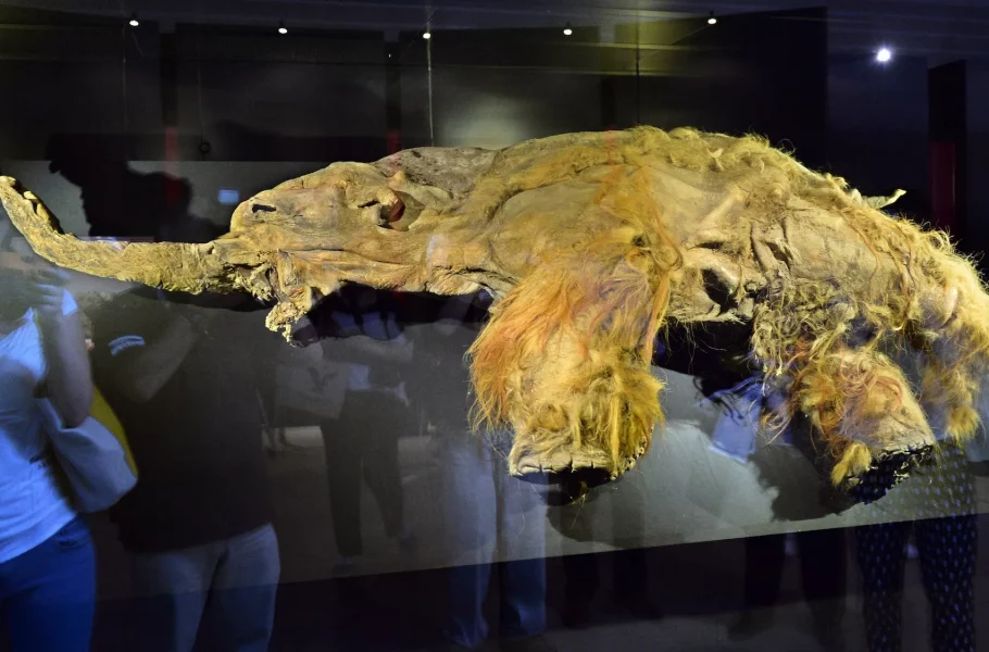 کشف قدیمی‌ترین RNA جهان در ماموت پشمالوی 40 هزارساله