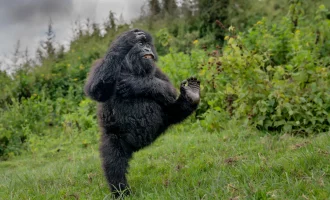 برندگان مسابقه عکاسی کمدی حیات‌وحش نیکون ۲۰۲۵