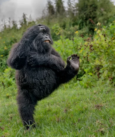 برندگان مسابقه عکاسی کمدی حیات‌وحش نیکون ۲۰۲۵