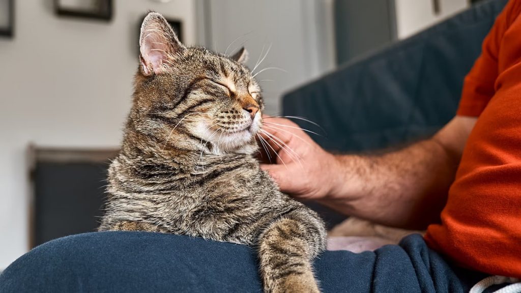نوازش گربه