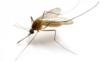 خرطوم پشه‌ها به عنوان نازل پرینترهای سه‌بعدی