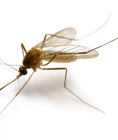 خرطوم پشه‌ها به عنوان نازل پرینترهای سه‌بعدی