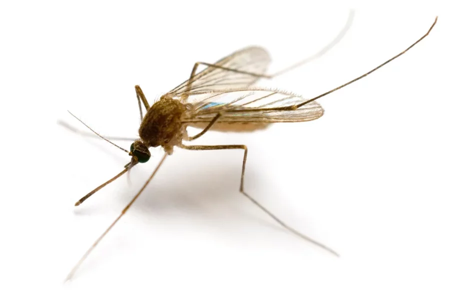 خرطوم پشه‌ها به عنوان نازل پرینترهای سه‌بعدی