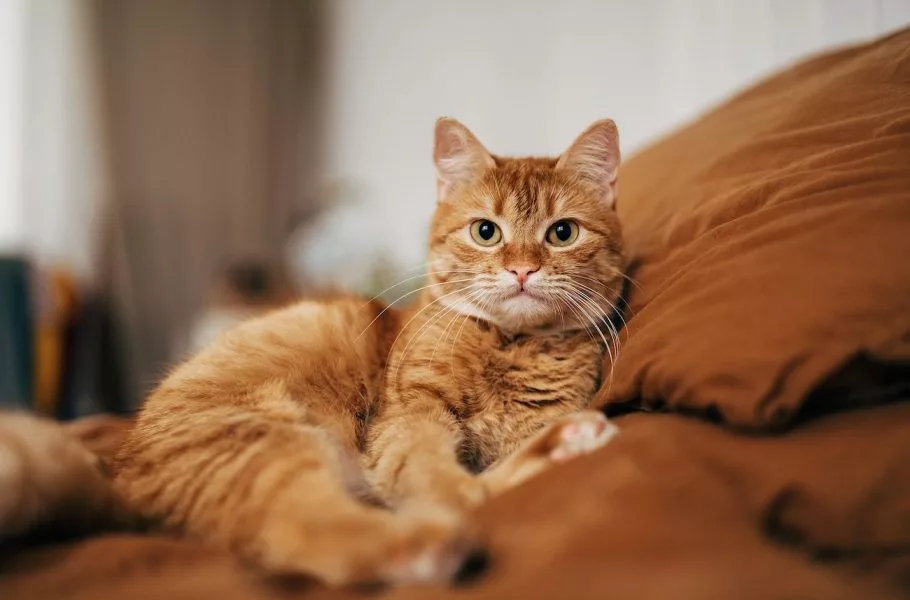 ریشه تاریخی گربه‌های خانگی