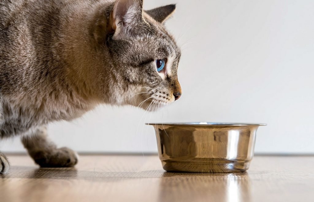 داروی لاغری گربهها