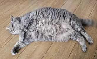 داروی لاغری گربه‌ها