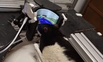 بازی Doom موش‌ها