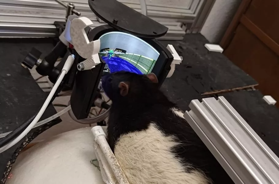 بازی Doom موش‌ها