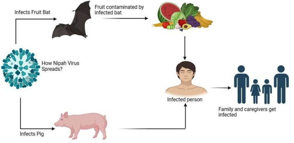 ویروس نیپا در هند