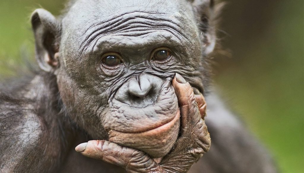 آزمایش جالب محققان نشان داد: میمون‌ها مانند انسان‌ها توانایی تخیل دارند