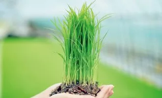 کنترل ژنتیکی زاویه پنجه‌زنی برنج