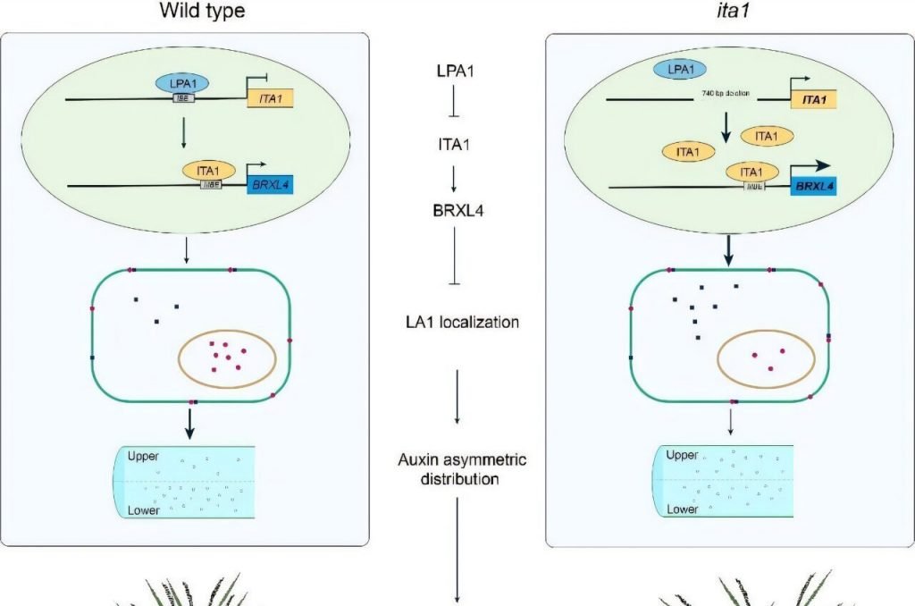 کنترل ژنتیکی زاویه پنجهزنی برنج