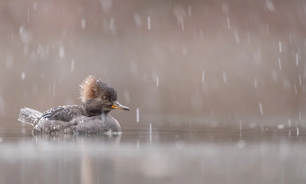 مسابقه عکاسی پرندگان ۲۰۲۵