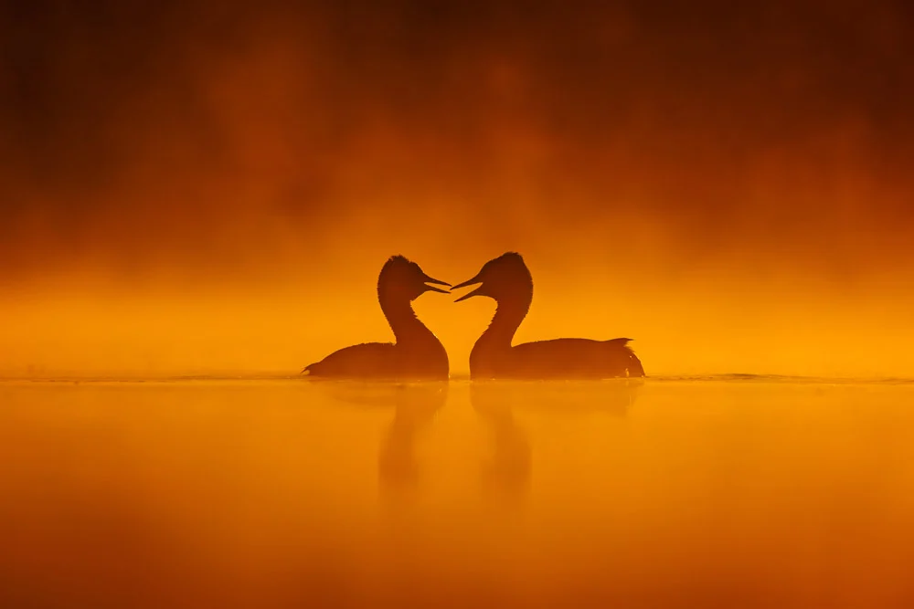 مسابقه عکاسی پرندگان ۲۰۲۵