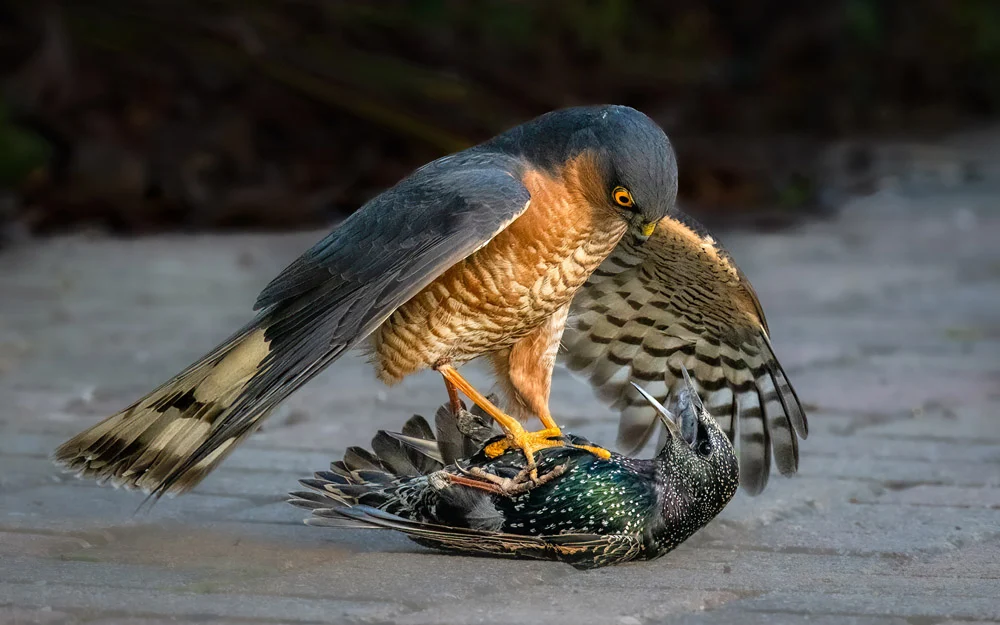 مسابقه عکاسی پرندگان ۲۰۲۵