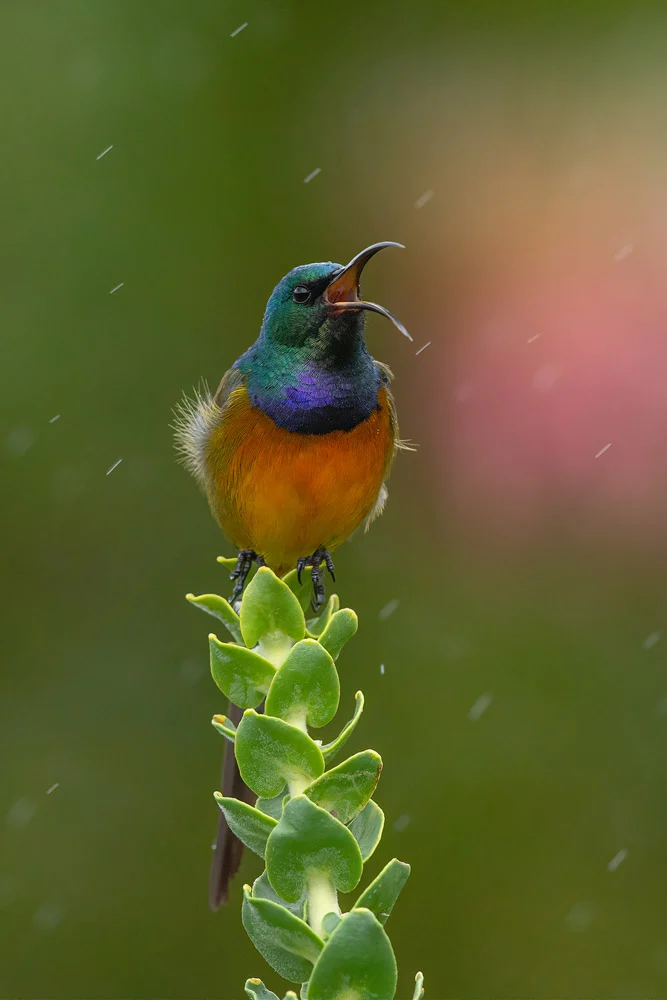 مسابقه عکاسی پرندگان ۲۰۲۵