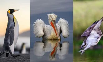 مسابقه عکاسی پرندگان ۲۰۲۵