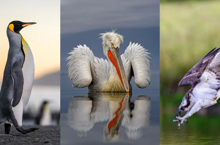 مسابقه عکاسی پرندگان ۲۰۲۵