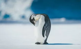 پنگوئن امپراتور در فهرست گونه‌های در خطر انقراض