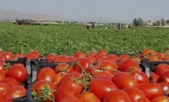 ممنوعیت صادرات گوجه فرنگی
