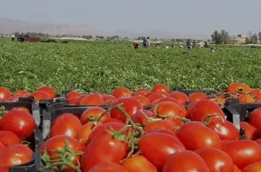 ممنوعیت صادرات گوجه فرنگی