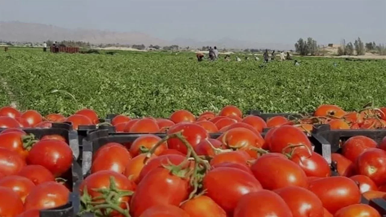 ممنوعیت صادرات گوجه فرنگی