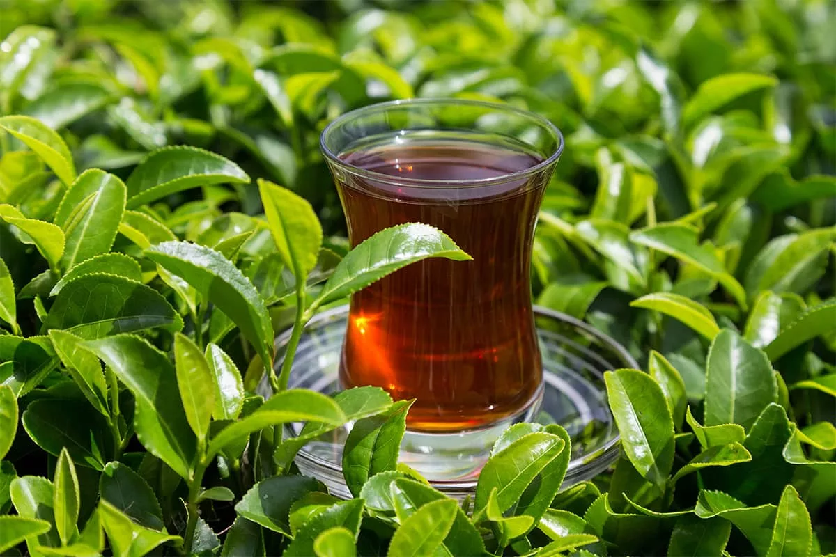 چای و طول عمر: پژوهش‌گران چینی می‌گویند «نحوه نوشیدن» کلید موفقیت است