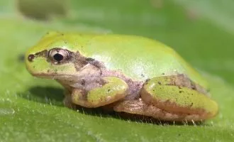 درمان سرطان با باکتری روده قورباغه