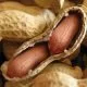 تأثیر خوردن کپسول مدفوع افراد سالم بر آلرژی به بادم زمینی