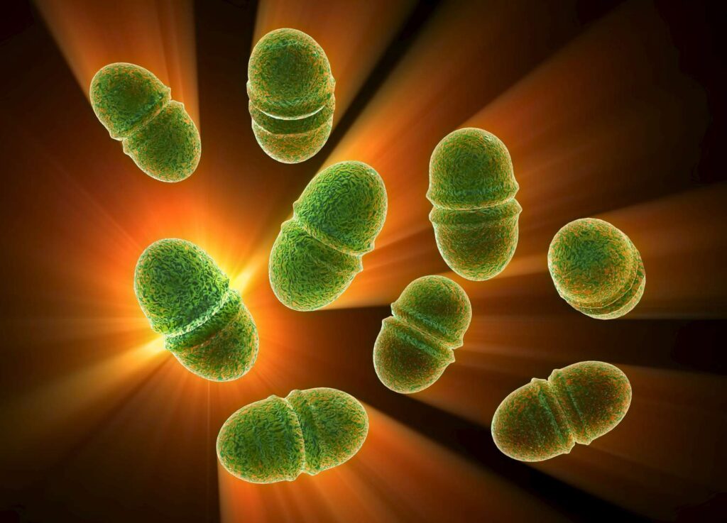 باکتری Enterococcus faecium