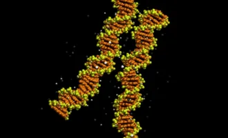 مدل‌سازی قرارگیری مارپیچ‌های DNA کنارهم