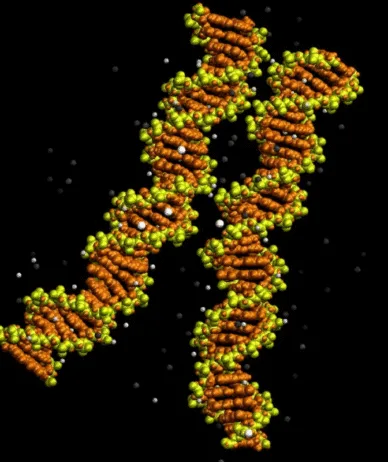 مدل‌سازی قرارگیری مارپیچ‌های DNA کنارهم