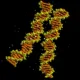 مدل‌سازی قرارگیری مارپیچ‌های DNA کنارهم